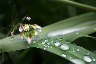 close up photo of green linear leaf plant with water drops